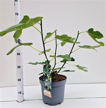 Ficus car. 'Brown Turkey' 40-50 cm cont. 5,0L - afbeelding 2