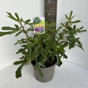 Ficus car. 'Brown Turkey' 40-50 cm cont. 5,0L - afbeelding 5