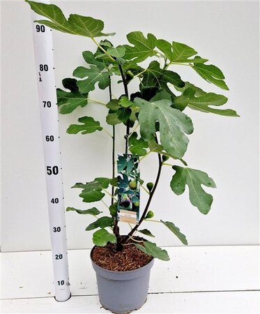Ficus car. 'Brown Turkey' 40-50 cm cont. 5,0L - afbeelding 10