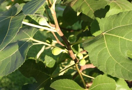 Ficus car. 'Brown Turkey' 60-100 cm cont. 5,0L struik - afbeelding 1