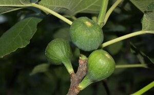 Ficus car. 'Brown Turkey' 60-80 cm cont. 10L - afbeelding 2