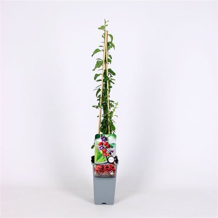 Lycium barbarum 70 cm vierkant 2L - afbeelding 1