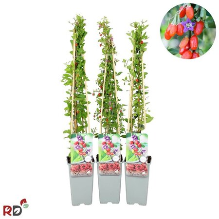 Lycium barbarum 70 cm vierkant 2L - afbeelding 2