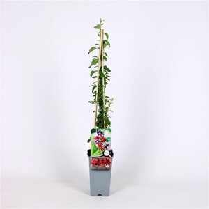 Lycium barbarum 70 cm vierkant 2L