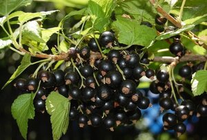 Ribes nigrum geen maat specificatie cont. 3,0L
