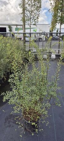 Ribes rub. 'Blanka' WIT geen maat specificatie BR 3-4 BR