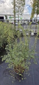 Ribes rub. 'Blanka' WIT geen maat specificatie BR 3-4 BR