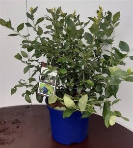 Vaccinium c. 'Northland' 40-60 cm cont. 5,0L