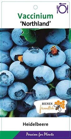 Vaccinium c. 'Northland' 40-60 cm cont. 5,0L - afbeelding 3