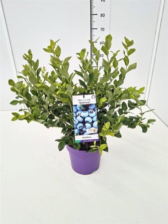 Vaccinium c. 'Northland' 40-60 cm cont. 5,0L - afbeelding 4