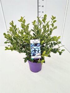 Vaccinium c. 'Northland' 40-60 cm cont. 5,0L - afbeelding 4