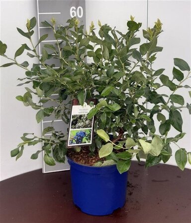 Vaccinium c. 'Northland' 40-60 cm cont. 5,0L - afbeelding 2