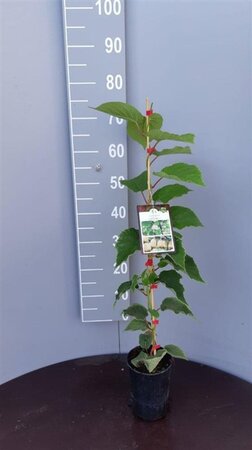 Actinidia deliciosa 'Hayward' ♀ 80-100 cm cont. 2,0L - afbeelding 2