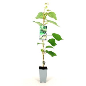 Actinidia deliciosa 'Hayward' ♀ 80-100 cm cont. 2,0L - afbeelding 5
