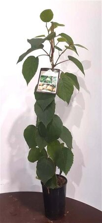 Actinidia deliciosa 'Hayward' ♀ 80-100 cm cont. 2,0L - afbeelding 3