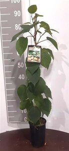 Actinidia deliciosa 'Hayward' ♀ 80-100 cm cont. 2,0L - afbeelding 4