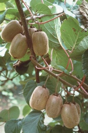 Actinidia deliciosa 'Jenny' ♀♂ 60-70 cm cont. 2,0L - afbeelding 2