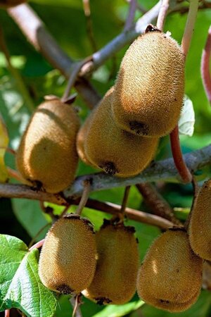 Actinidia deliciosa 'Jenny' ♀♂ 60-70 cm cont. 2,0L - image 1