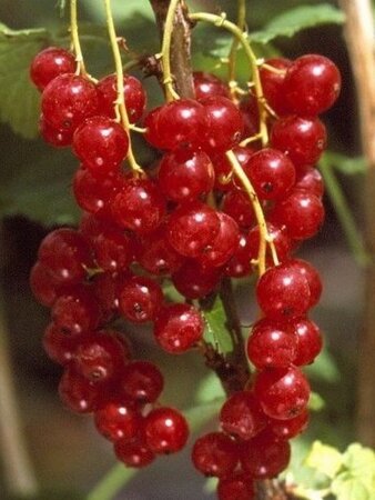 Ribes r. 'Junifer' (ROOD) geen maat specificatie wortelgoed 3-5 tak struik - afbeelding 1
