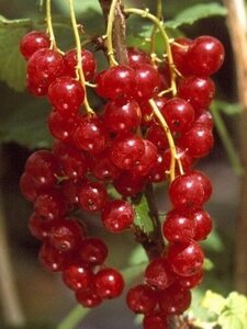 Ribes r. 'Junifer' (ROOD) geen maat specificatie BR 3-5 BR bushes