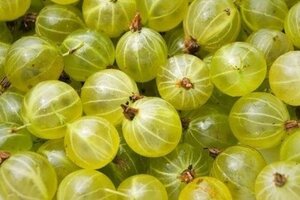 Ribes u.-c. 'Invicta' WIT geen maat specificatie cont. 3,0L - image 3