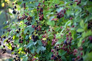 Rubus frut. 'Thornless Evergreen' 80-100 cm cont. 3,0L