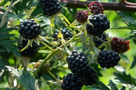 Rubus frut. 'Thornless Evergreen' geen maat specificatie container