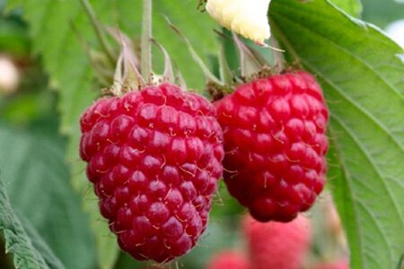 Rubus idaeus 'Glen Ample' Rood ZOMER geen maat specificatie cont. 3,0L - afbeelding 1