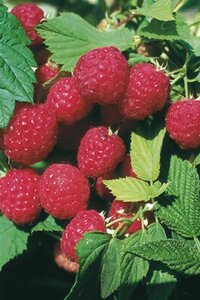 Rubus idaeus 'Glen Ample' Rood ZOMER geen maat specificatie cont. 3,0L - afbeelding 2