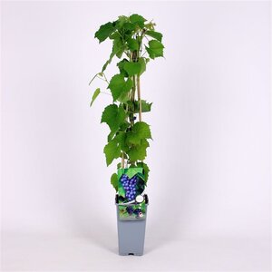 Vitis 'Boskoop Glory' (blauw-bijna pitloos) 70 cm vierkant 2L - afbeelding 3