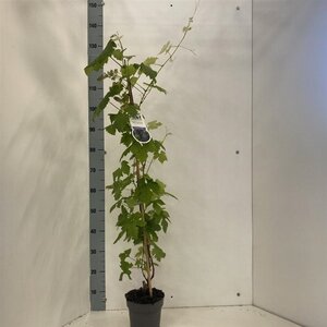Vitis 'Boskoop Glory' (blauw-bijna pitloos) 70 cm vierkant 2L