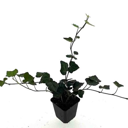 Hedera hibernica geen maat specificatie 0,55L/P9cm - afbeelding 12