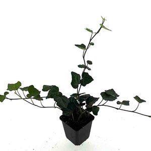 Hedera hibernica geen maat specificatie 0,55L/P9cm - afbeelding 12
