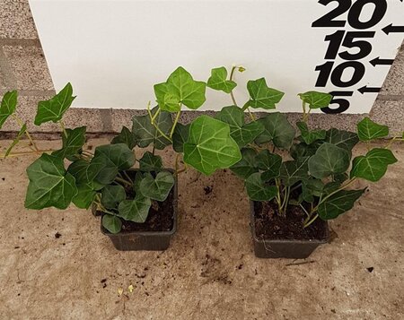 Hedera hibernica geen maat specificatie 0,55L/P9cm - afbeelding 14