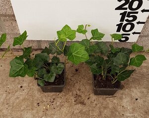 Hedera hibernica geen maat specificatie 0,55L/P9cm - afbeelding 14