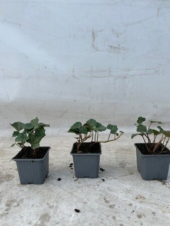 Hedera hibernica (grootbladig) geen maat specificatie 0,55L/P9cm - afbeelding 5