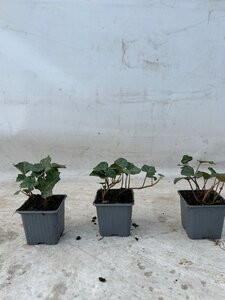 Hedera hibernica (grootbladig) geen maat specificatie 0,55L/P9cm - afbeelding 5
