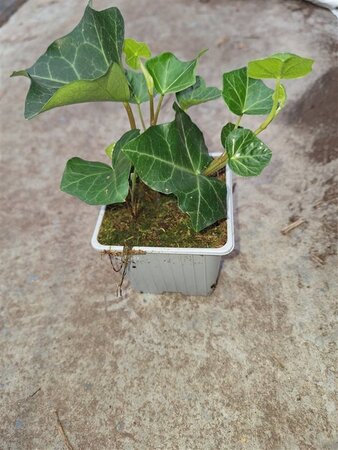 Hedera hibernica geen maat specificatie 0,55L/P9cm - afbeelding 2