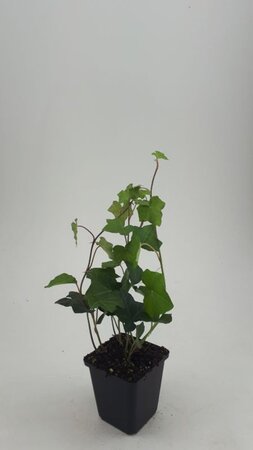 Hedera hibernica geen maat specificatie 0,55L/P9cm - afbeelding 11