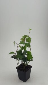 Hedera hibernica geen maat specificatie 0,55L/P9cm - afbeelding 11