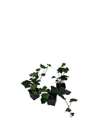 Hedera hibernica geen maat specificatie 0,55L/P9cm - afbeelding 19
