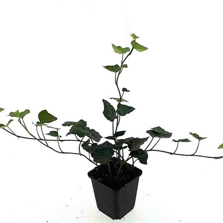Hedera hibernica geen maat specificatie 0,55L/P9cm - afbeelding 10