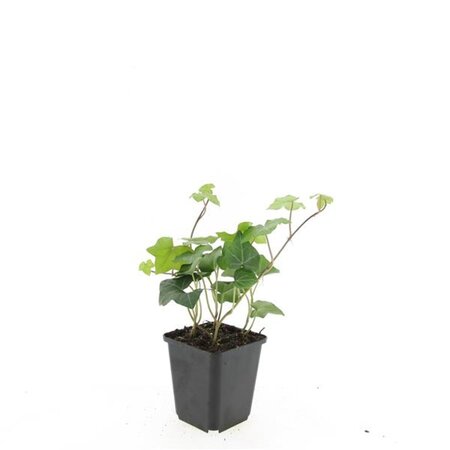 Hedera hibernica geen maat specificatie 0,55L/P9cm - afbeelding 9