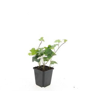 Hedera hibernica geen maat specificatie 0,55L/P9cm - afbeelding 9