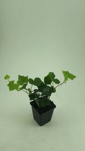 Hedera hibernica geen maat specificatie 0,55L/P9cm - afbeelding 8