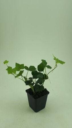 Hedera hibernica geen maat specificatie 0,55L/P9cm - afbeelding 7
