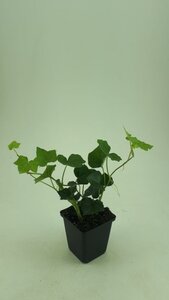 Hedera hibernica geen maat specificatie 0,55L/P9cm - afbeelding 7