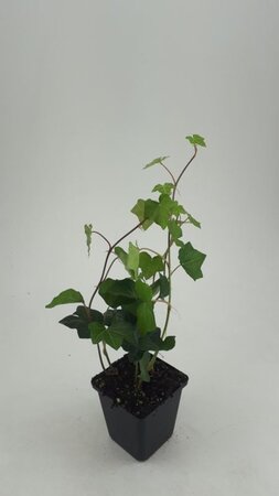 Hedera hibernica geen maat specificatie 0,55L/P9cm - afbeelding 6