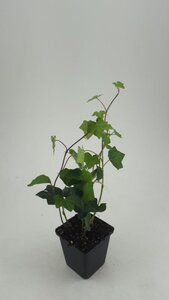 Hedera hibernica geen maat specificatie 0,55L/P9cm - afbeelding 6