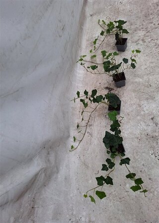 Hedera hibernica geen maat specificatie 0,55L/P9cm - afbeelding 15